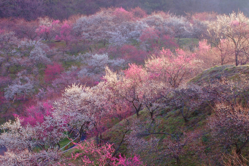 Plums at UraTakao